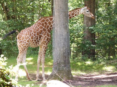 20190509 - Zoo - Giraffe 1