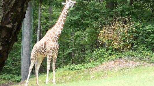 20190509 - Zoo - Giraffe 2