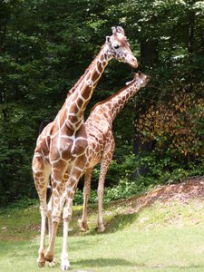 20190509 - Zoo - Giraffe 3