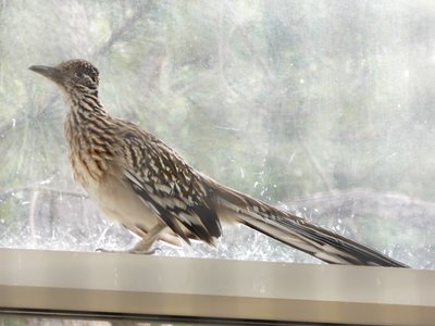 20190509 - Zoo - Greater Roadrunner