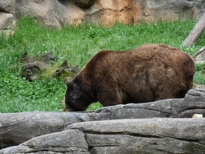 20190509 - Zoo - Grizzly Bear 1