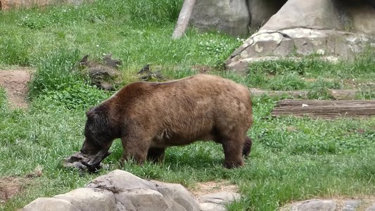 20190509 - Zoo - Grizzly Bear 2