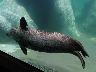 20190509 - Zoo - Harbor Seal