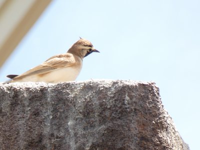 20190509 - Zoo - Horned Lark