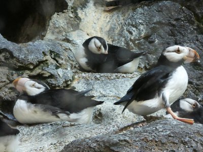 20190509 - Zoo - Horned Puffins