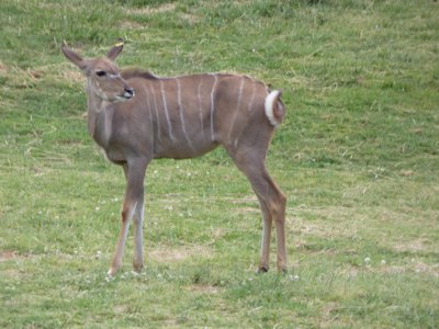 20190509 - Zoo - Kudu 1