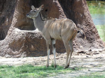 20190509 - Zoo - Kudu 2