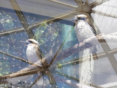 20190509 - Zoo - Laughing Kookaburras