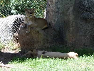 20190509 - Zoo - Lions