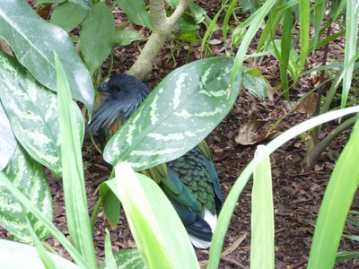 20190509 - Zoo - Nicobar Pigeon 1