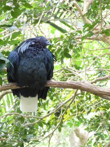 20190509 - Zoo - Nicobar Pigeon 2