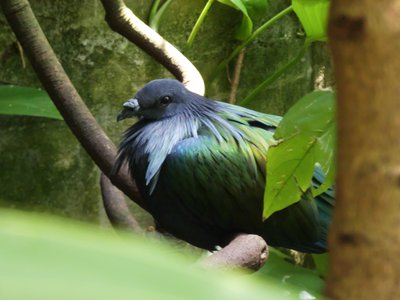 20190509 - Zoo - Nicobar Pigeon 3