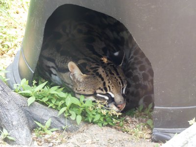 20190509 - Zoo - Ocelot