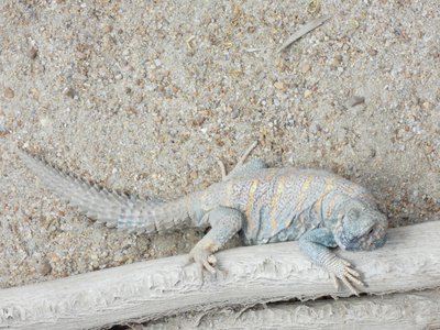 20190509 - Zoo - Ornate Uromastyx 1