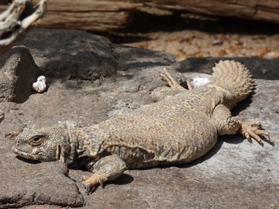 20190509 - Zoo - Ornate Uromastyx 2