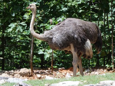 20190509 - Zoo - Ostrich 1