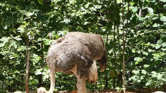 20190509 - Zoo - Ostrich 2