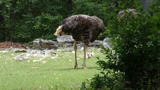 20190509 - Zoo - Ostrich 3