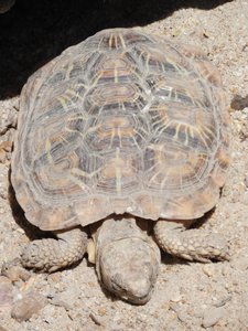 20190509 - Zoo - Pancake Tortoise