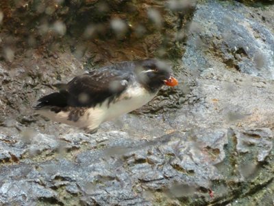 20190509 - Zoo - Parakeet Auklet