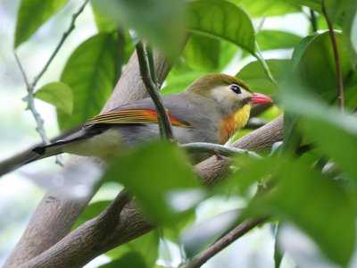 20190509 - Zoo - Pekin Robin