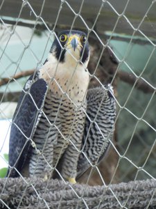 20190509 - Zoo - Peregrine Falcon