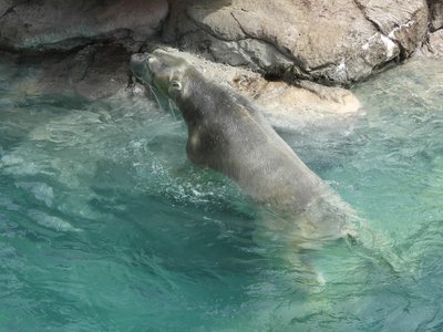 20190509 - Zoo - Polar Bear 1