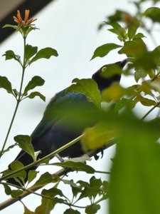 20190509 - Zoo - Purple Glossy Starling