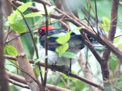 20190509 - Zoo - Red-capped Cardinal