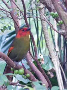 20190509 - Zoo - Red-faced Liocichla 1