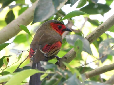 20190509 - Zoo - Red-faced Liocichla 2