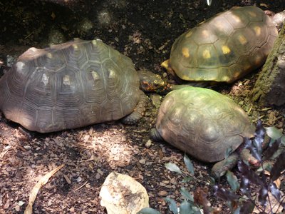 20190509 - Zoo - Red-footed Tortoise 1