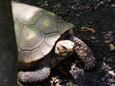 20190509 - Zoo - Red-footed Tortoise 2