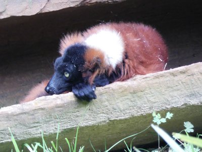 20190509 - Zoo - Red-ruffed Lemur 1