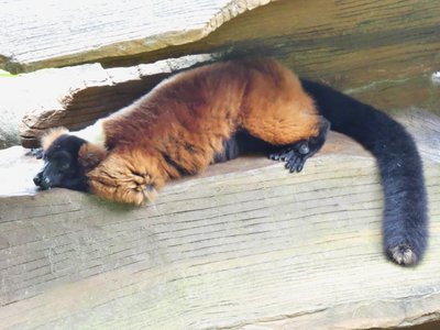 20190509 - Zoo - Red-ruffed Lemur 2