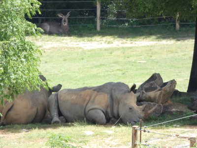 20190509 - Zoo - Rhinos and Waterbuck