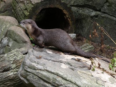 20190509 - Zoo - River Otter 1