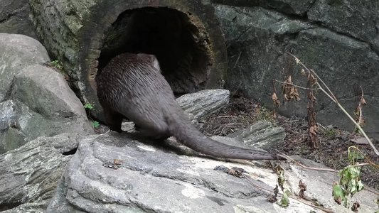 20190509 - Zoo - River Otter 2