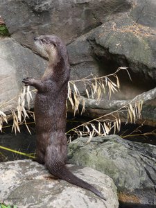 20190509 - Zoo - River Otter 3