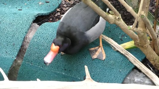 20190509 - Zoo - Rosybill Pochard