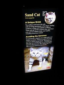 20190509 - Zoo - Sand Cat Sign