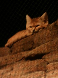 20190509 - Zoo - Sand Cat