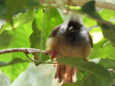 20190509 - Zoo - Speckled Mousebird 1