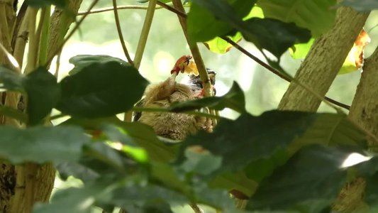 20190509 - Zoo - Speckled Mousebird 2