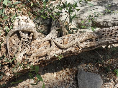 20190509 - Zoo - Spiny-tailed Monitors