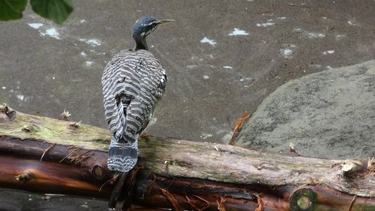 20190509 - Zoo - Sunbittern