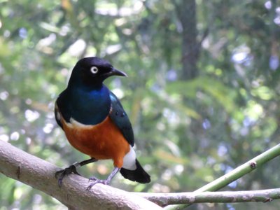 20190509 - Zoo - Superb Starling