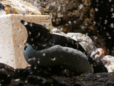 20190509 - Zoo - Thick-billed Murre