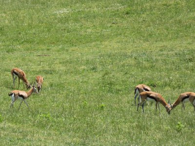 20190509 - Zoo - Thomson's Gazelle 1