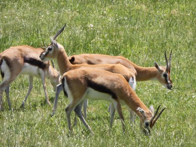 20190509 - Zoo - Thomson's Gazelle 2